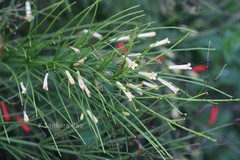 Russelia equisetiformis